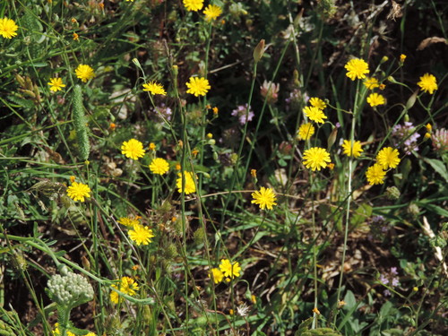 Crepis neglecta — photo