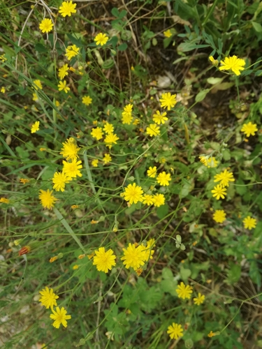 Crepis neglecta — photo