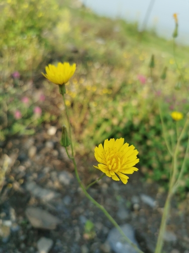 Crepis palaestina (Palestine Hawk's beard) — photo