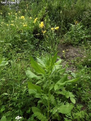 Crepis palaestina (Palestine Hawk's beard) — photo