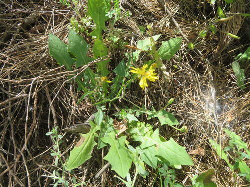 Crepis reuteriana — photo