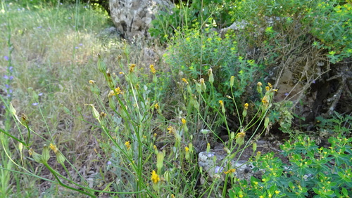 Crepis reuteriana