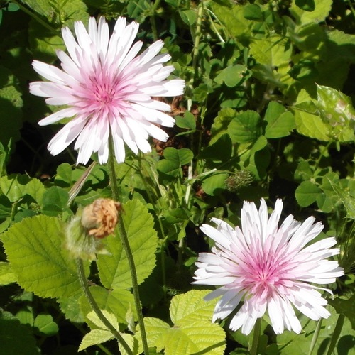 Crepis rubra — photo