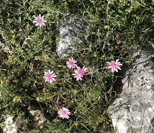 Crepis rubra — photo