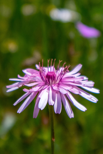 Crepis rubra