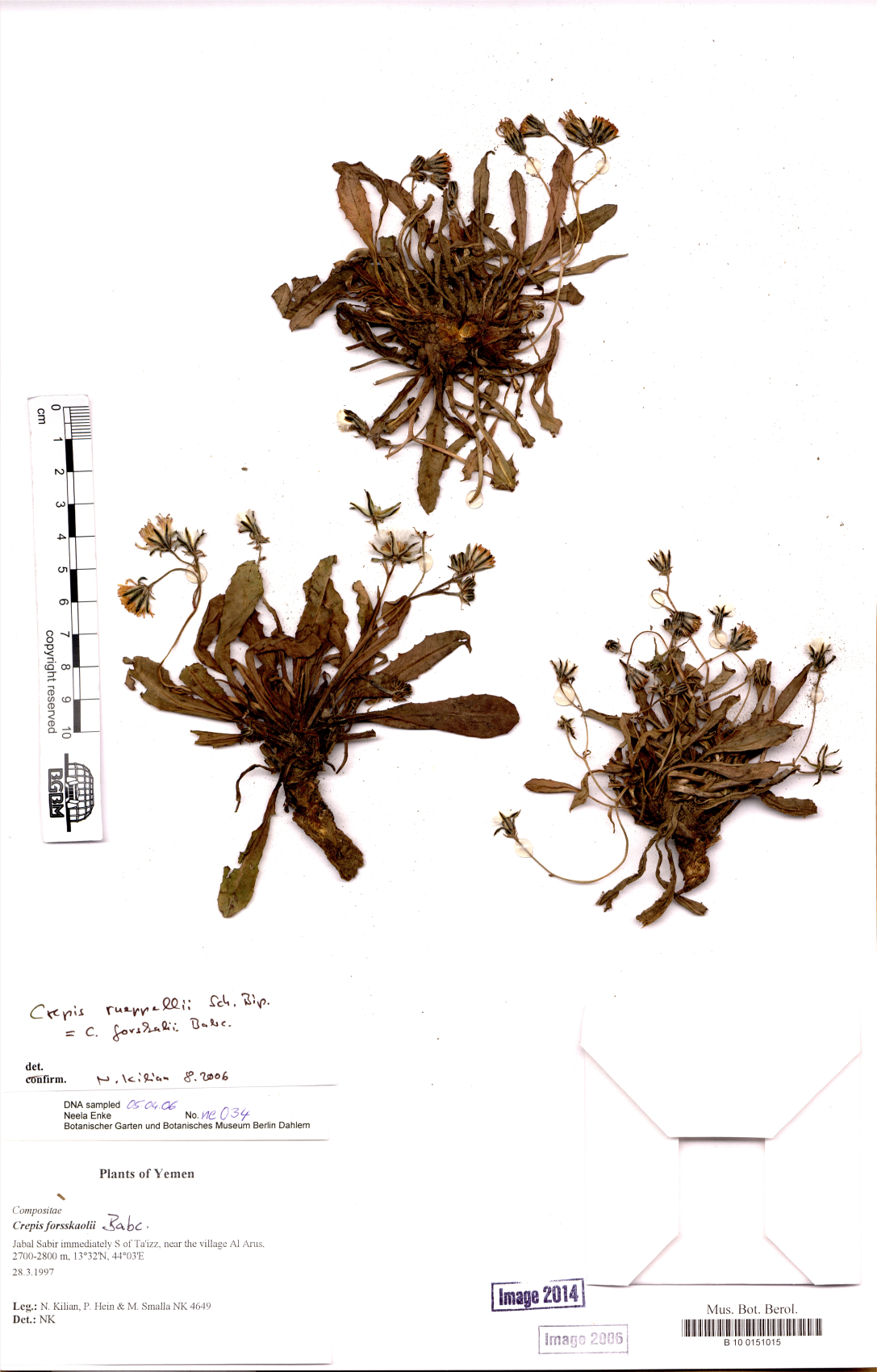 Crepis rueppellii — photo