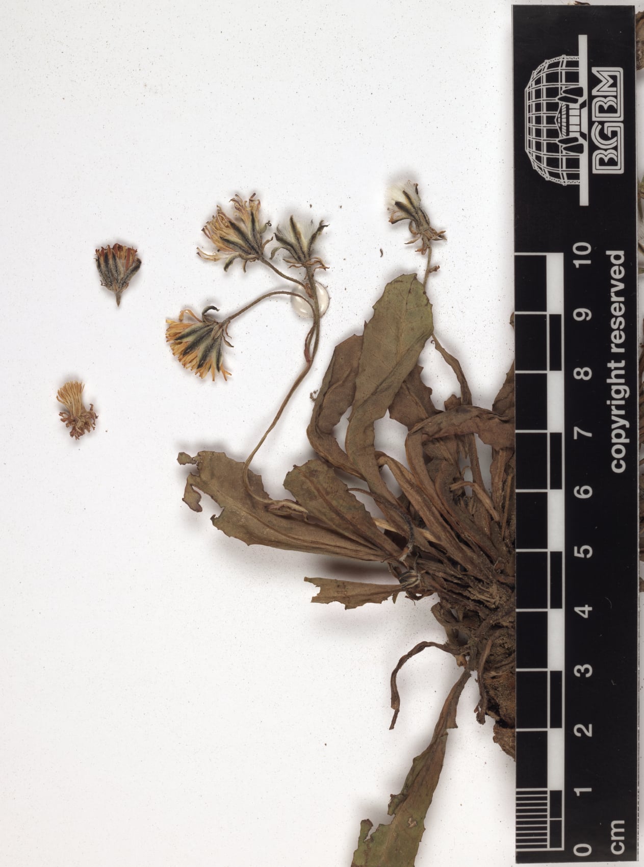 Crepis rueppellii — photo