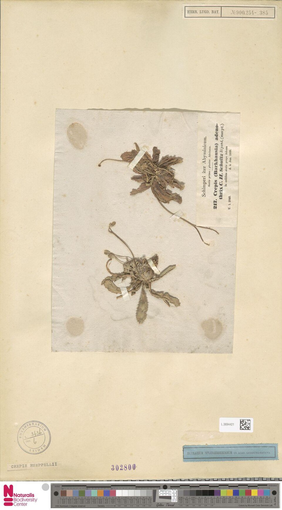Crepis rueppellii