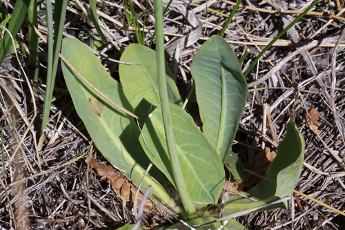 Crepis runcinata subsp. glauca — photo