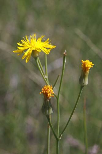 Crepis runcinata subsp. glauca — photo