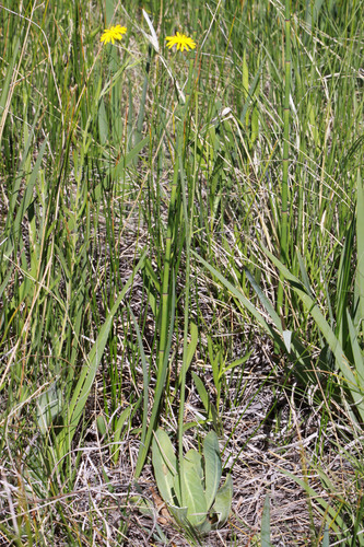 Crepis runcinata subsp. glauca