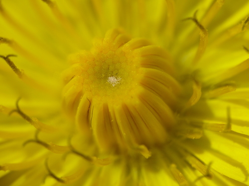 Crepis sancta (Sacred hawksbeard) — photo