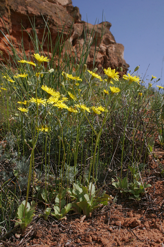 Crepis sancta (Sacred hawksbeard) — photo