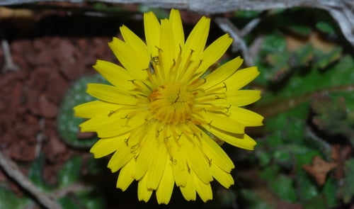 Crepis sancta