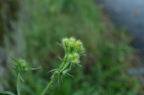Crepis setosa (Rough hawksbeard) — photo