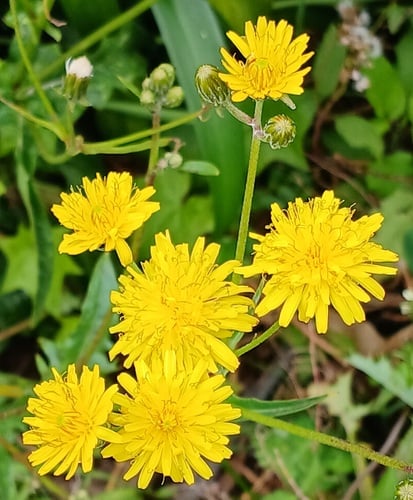 Crepis vesicaria