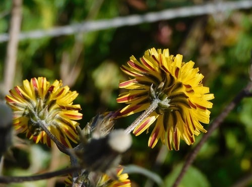 Crepis vesicaria subsp. taraxicifolia