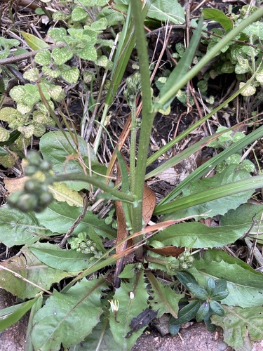 Crepis vesicaria subsp. taraxicifolia (Beaked hawk's beard) — photo