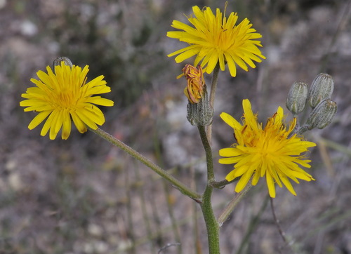Crepis vesicaria subsp. taraxicifolia (Beaked hawk's beard) — photo