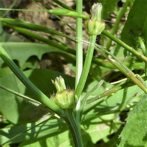 Crepis zacintha — photo