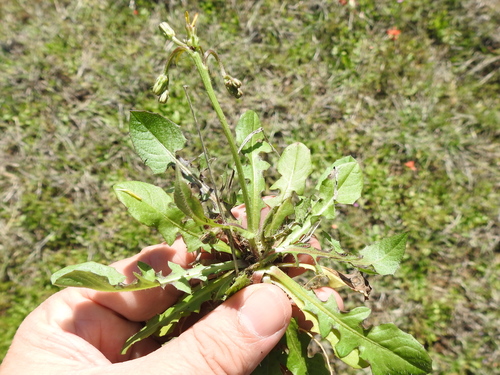 Crepis zacintha — photo