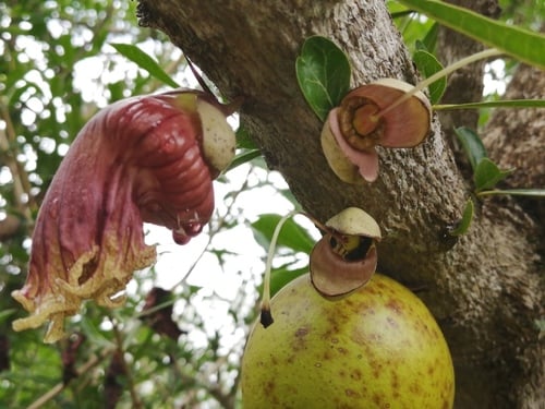 Crescentia alata (Mexican calabash) — photo