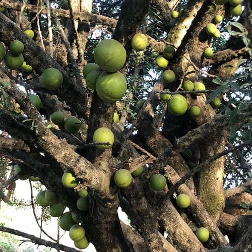 Crescentia alata (Mexican calabash) — photo