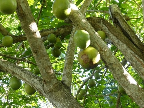 Crescentia cujete (Calabash) — photo