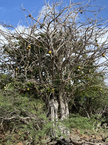 Crescentia cujete (Calabash) — photo