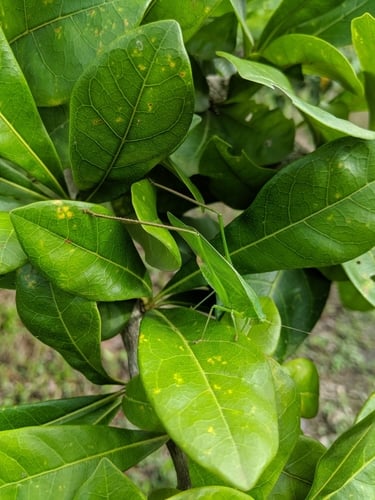 Crescentia cujete