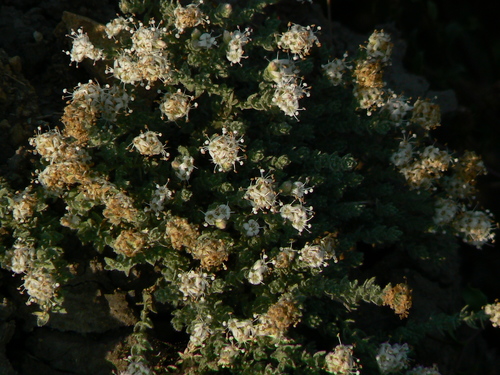 Cressa cretica (Rosinwood) — photo