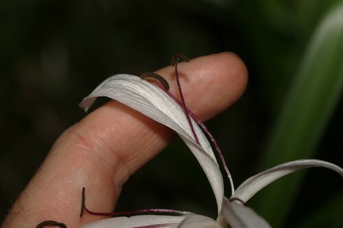 Crinum angustifolium (Onion lily) — photo