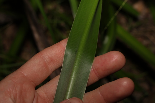 Crinum angustifolium (Onion lily) — photo