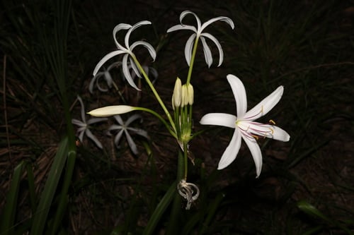 Crinum angustifolium