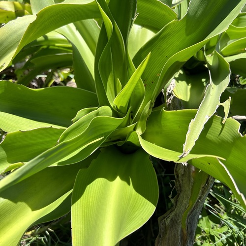 Crinum asiaticum (Spider lily) — photo