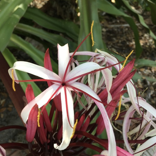 Crinum asiaticum (Spider lily) — photo
