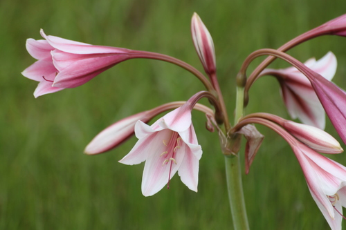 Crinum bulbispermum (Hardy Swamplily) — photo