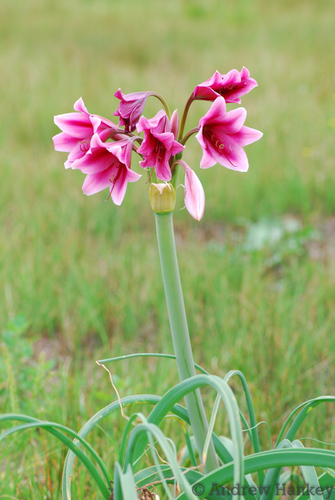 Crinum bulbispermum (Hardy Swamplily) — photo