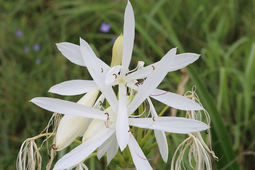 Crinum flaccidum (Sandover lily) — photo