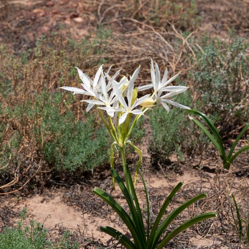 Crinum flaccidum