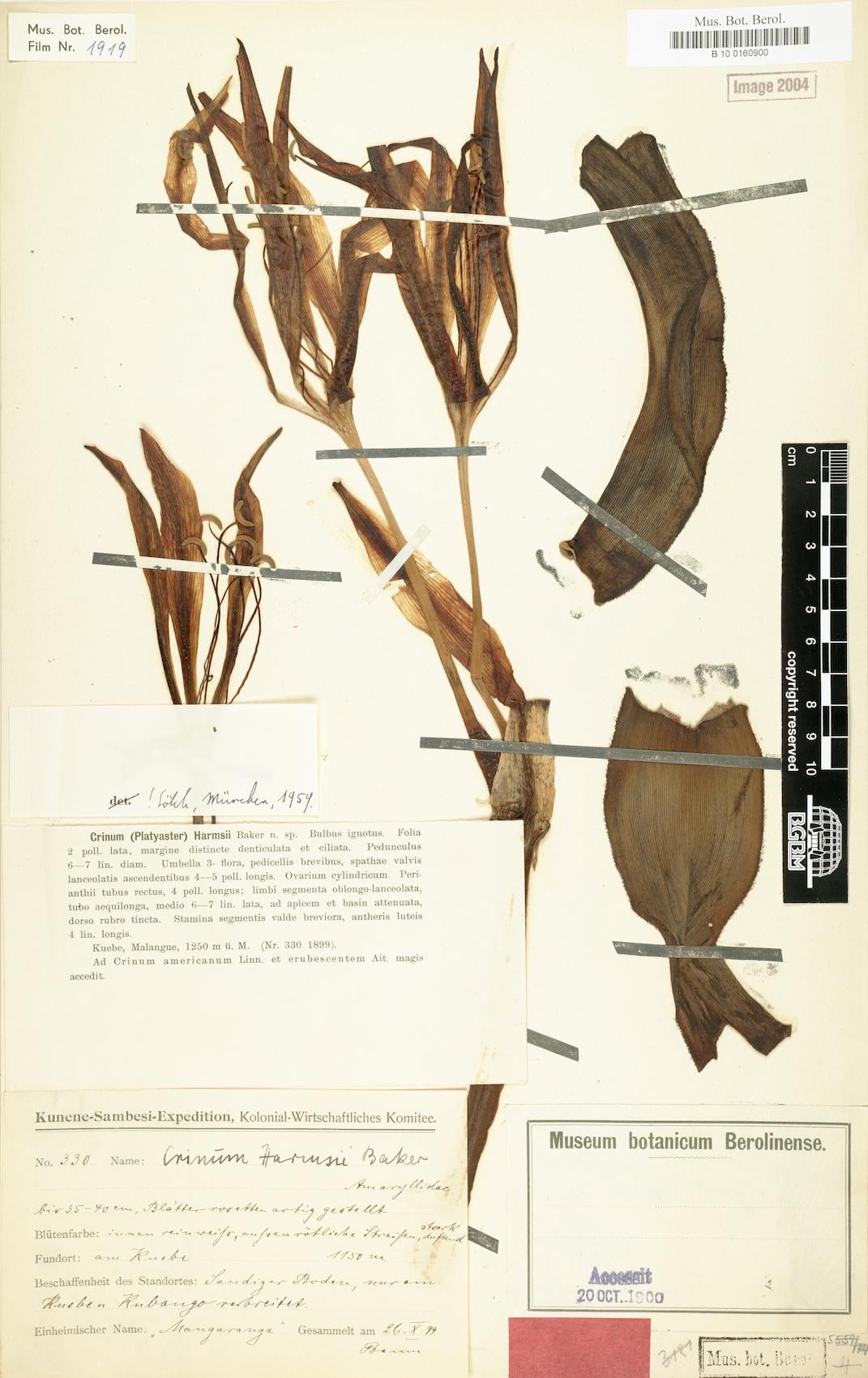 Crinum harmsii