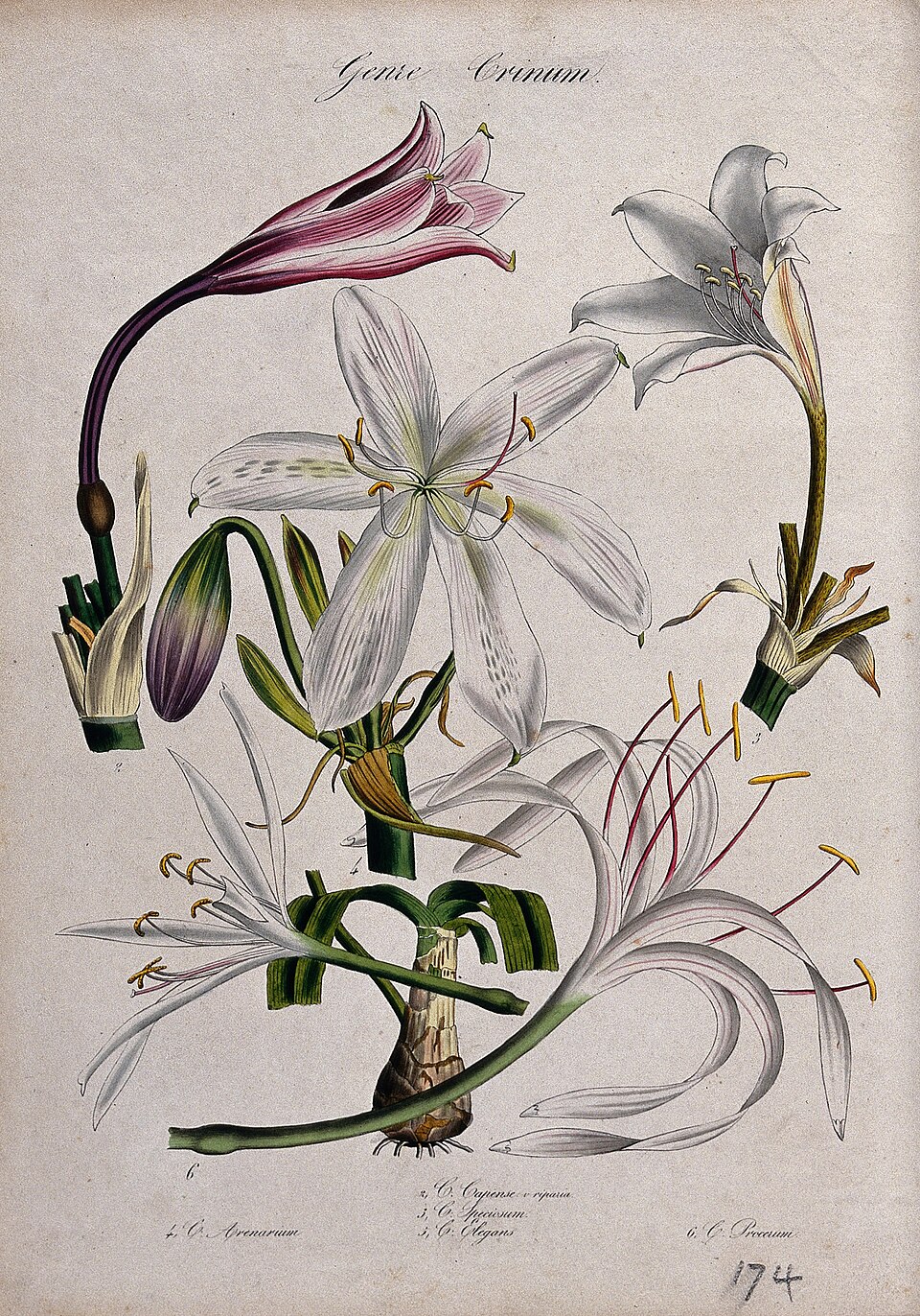 Crinum lorifolium (Amaltchu) — photo
