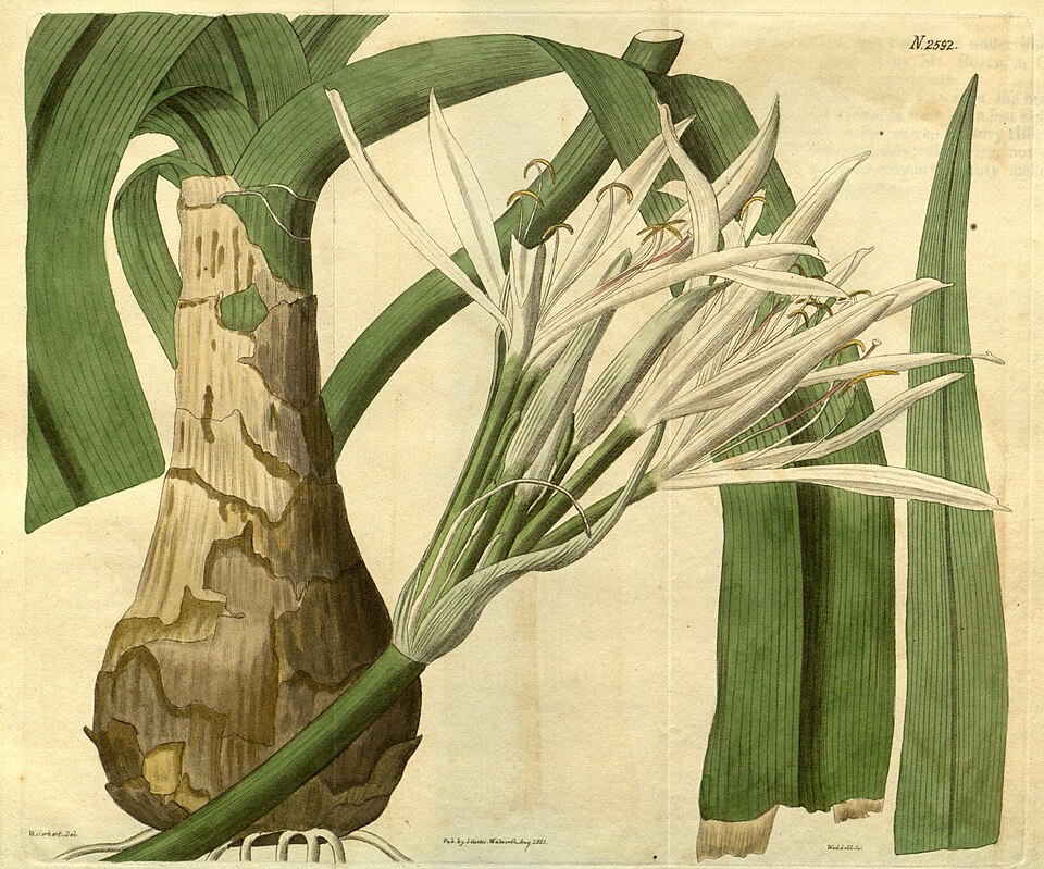 Crinum lorifolium