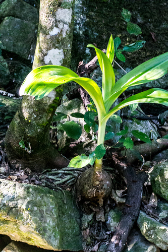 Crinum macowanii (Cape coast lily) — photo