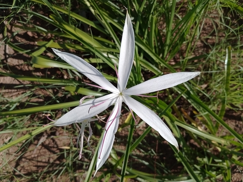 Crinum uniflorum (Swamp crinum) — photo