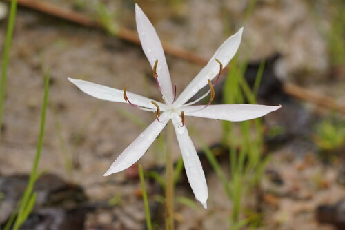 Crinum uniflorum