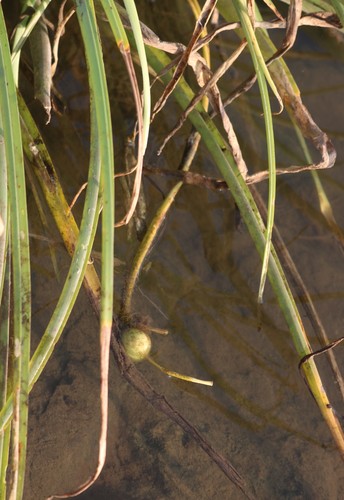 Crinum viviparum (River crinum lily) — photo