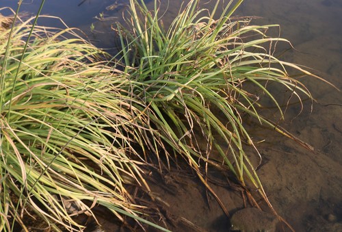 Crinum viviparum (River crinum lily) — photo