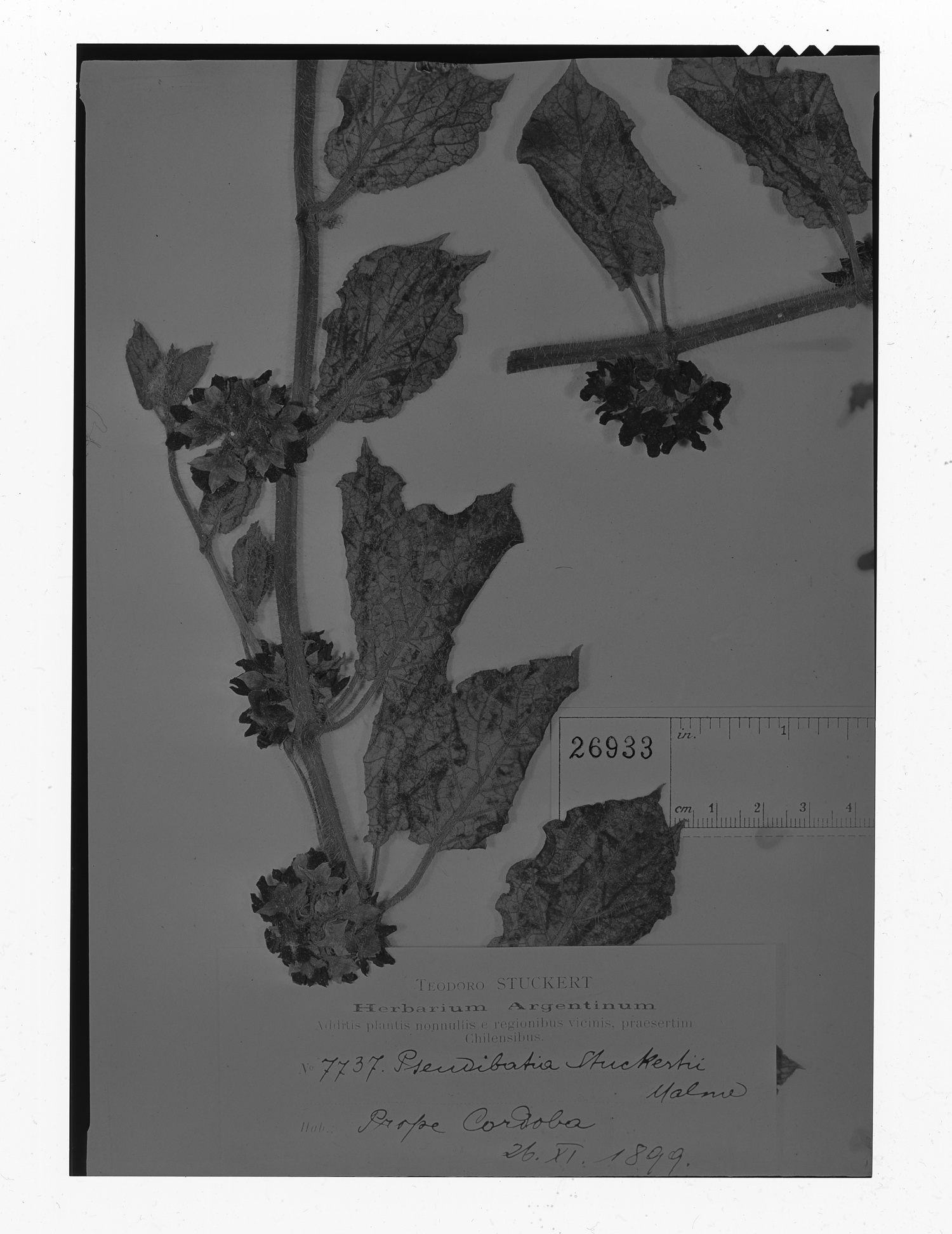 Cristobalia hispida