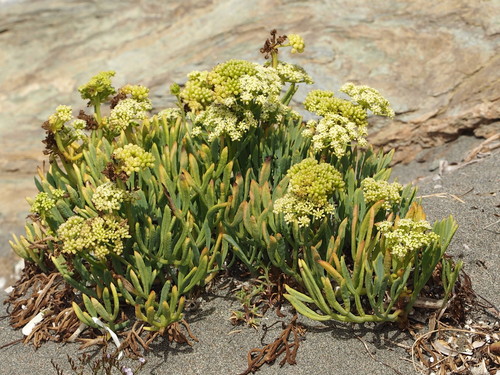 Crithmum maritimum (Samphire) — photo